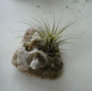 Murex Tilandsia sea shell planter